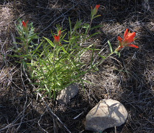 Indian Paintbrush