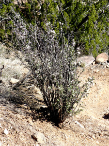 Desert Buckthorn
