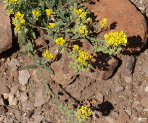 Gordon's Bladderpod