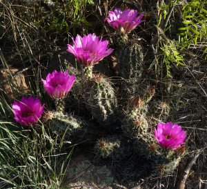 Hedgehog Cactus