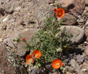 Scarlet Globemallow