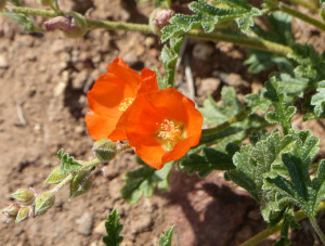 Scarlet Globemallow