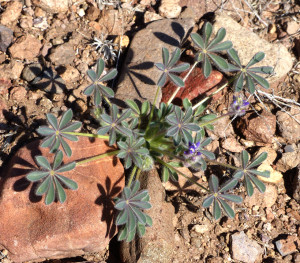 Short-stemmed Lupine