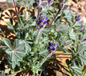 Short-stemmed Lupine