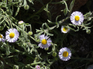 Spreading Fleabane