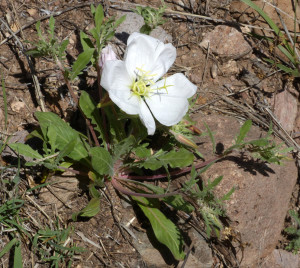 White Stem Evening Primrose