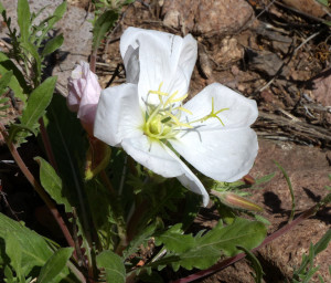 White Stem Evening Primrose