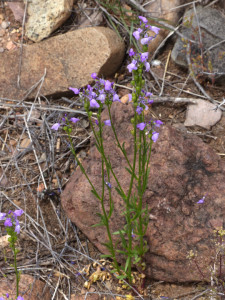 Texas Toad Flax