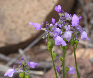 Texas Toad Flax 