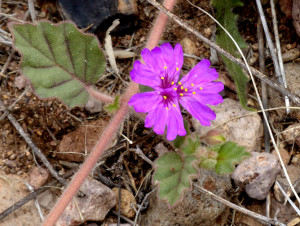 Trailing Windmill flower