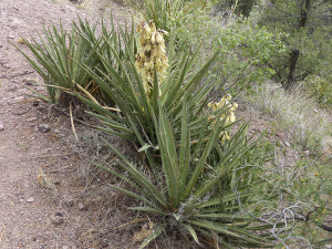 Banana Yucca in New Mexico