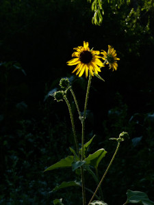 common sunflower