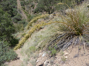 beargrass in gila forest