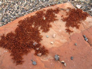 red harvester ants