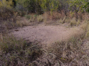 harvester ant colony