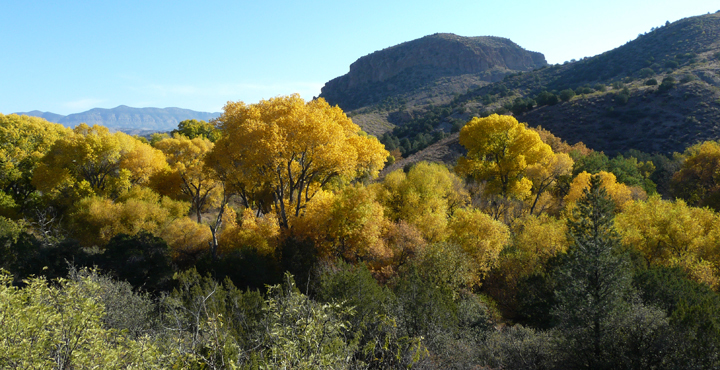 fall color in southwest new mexico