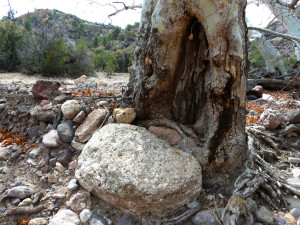 Sycamore root with boulders
