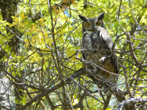 great horned owl