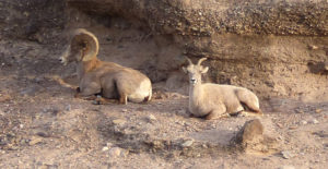 rocky mountain bighorn sheep