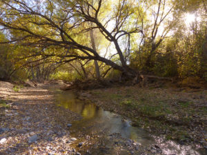 fall color in southwest new mexico