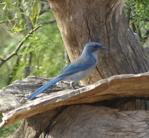 Woodhouse's Scrub Jay