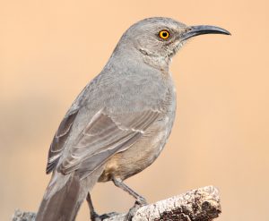 Curve-Bill Thrasher