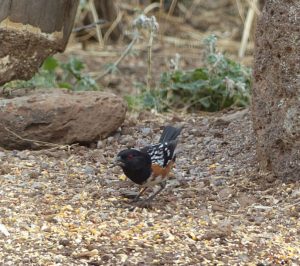 Spotted Towhee