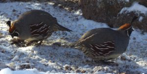 Gambels Quail