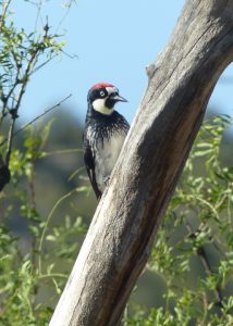 Acorn Woodpecker