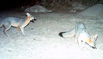 Pair of gray foxes