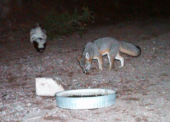 Gray Fox & Striped Skunk