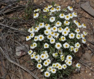 Blackfoot Daisy wildflower