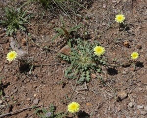 Desert Dandelion wildflowr