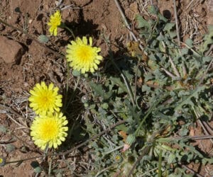 Desert Dandelion wildflower