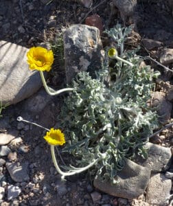 Desert Marigold wildflower