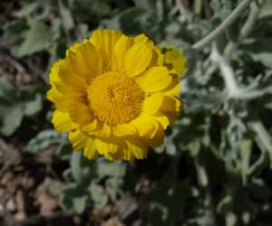 Desert Marigold wildflower