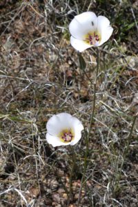 Mariposa Daisy wildflower