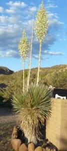 Soaptree Yucca