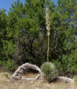 Soaptree Yucca