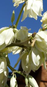 Honeybees in Soaptree Yucca flowers