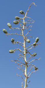 Soaptree Yucca