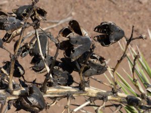 Soaptree Yucca seed pod