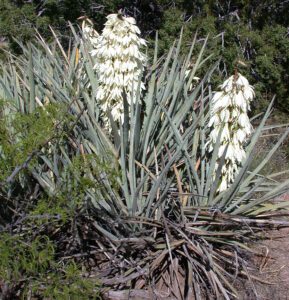 Banana Yucca