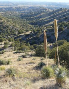 Sotol on Turkey Creek Road