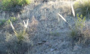 Beargrass