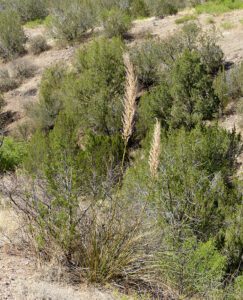 Flowering Beargrass