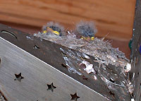 birding new mexico