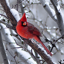 northern cardinal