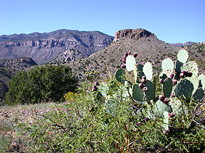 geocaching new mexico