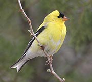 birdwatching southwest new mexico